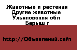 Животные и растения Другие животные. Ульяновская обл.,Барыш г.